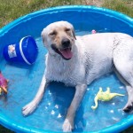 Dog in pool
