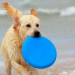 Water Frisbee pooladvisors